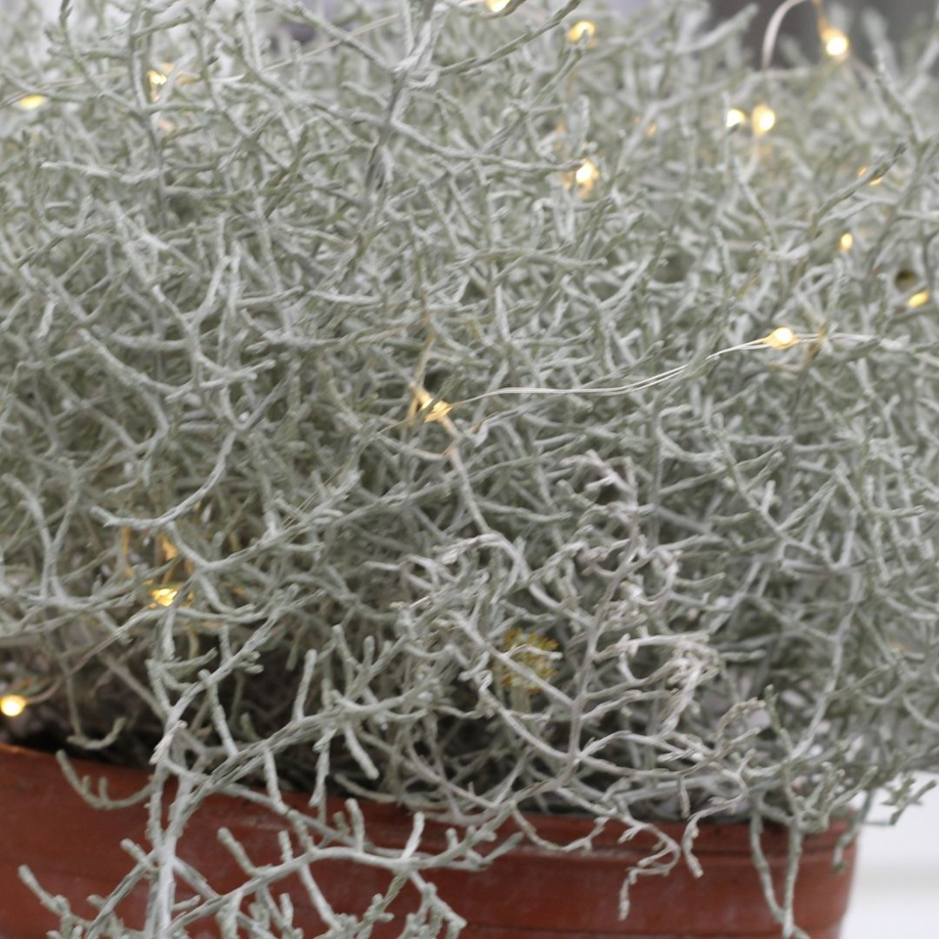 Winter-Deko-Idee-LED-Lichterkette.jpg