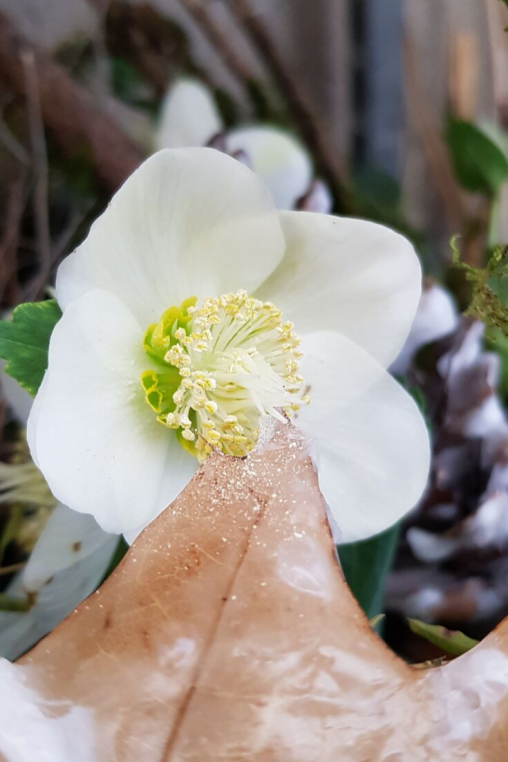 Winter-Deko-Idee-mit-Christrose-Helleborus-niger.png