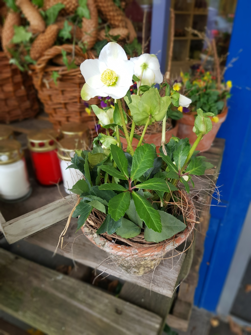 Winterdekoration-Weiss-Christrose1.jpg