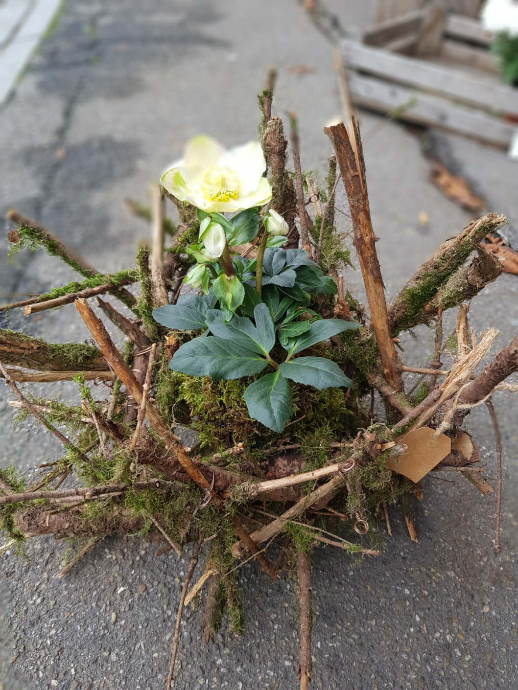 Winterdekoration-Weiss-Christrose2.jpg