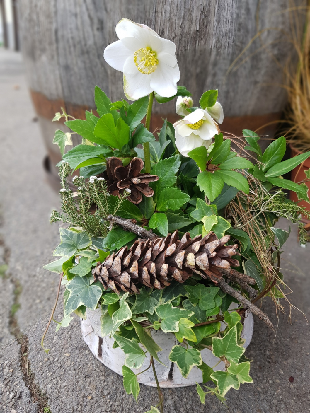 Winterdekoration-Weiss-Christrose7.jpg