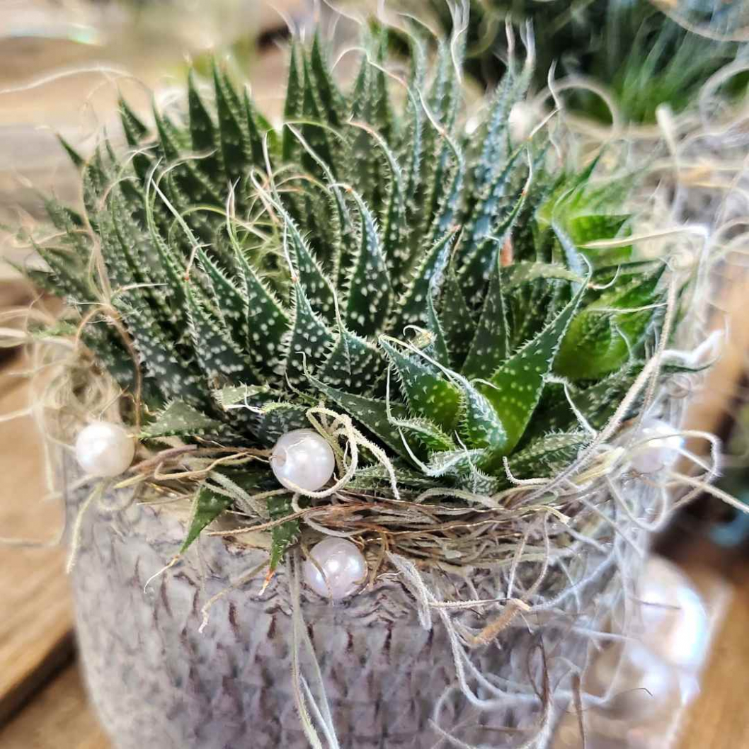 Wohnzimmer-Deko-mit-Aloe.jpg