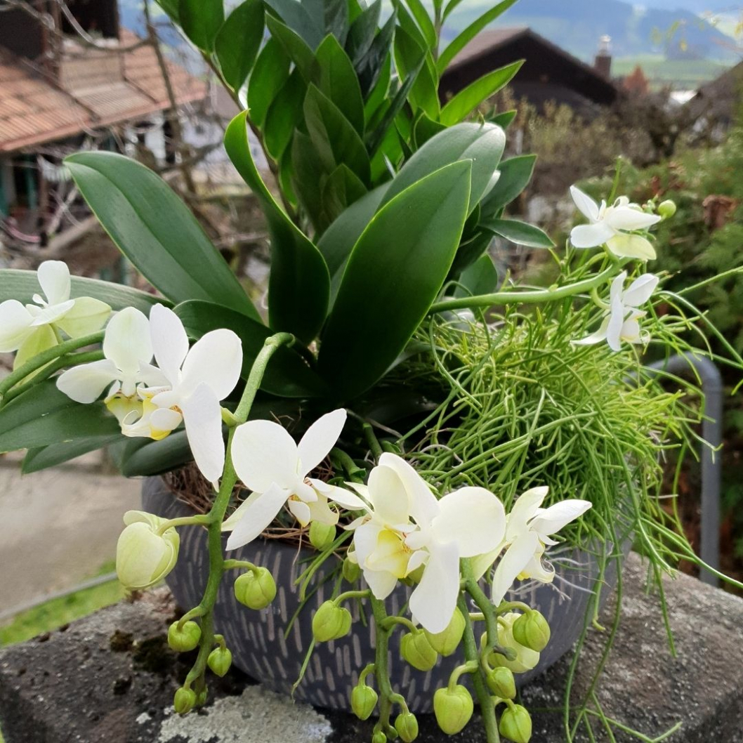 Wohnzimmer-Deko-mit-Orchideen-Pflanze.jpg