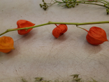 Physalis auch Lampions genannt