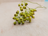 Hagebutten Beeren Corallo