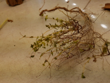 Euphorbia spinosa Holz