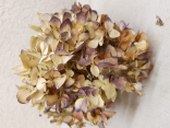 Trockene Hortensie