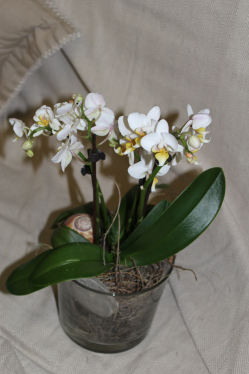 Orchidee in Glas (ausgeliefert iN Grosshöchstetten am 10. Februar 2016)