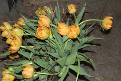 Tulpenstrauss aus schweizer Tulpen (ausgeliefert in Grosshöchstetten a, 8. April 2016)