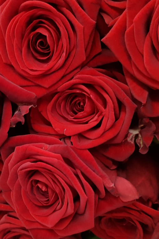 red-naomii-Rosen.png