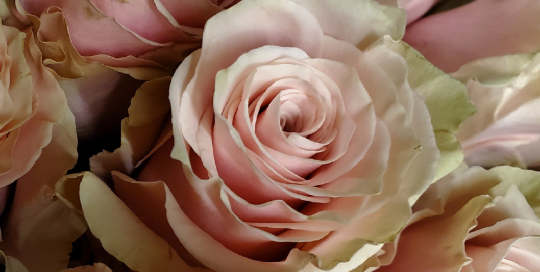 rose-rosa.png