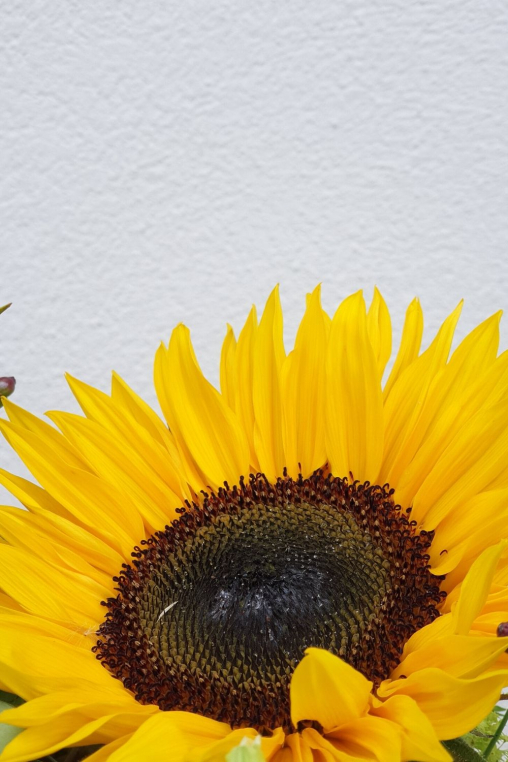 sonnenblume-Blumenstrauss.jpg
