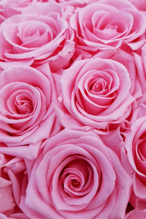 stabilisierte-Rosen-rosa-Rosen-Box.png