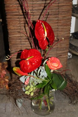 Exotischer STtauss (ausgeliefert in Grosshöchstetten am 4. Februar 2014)