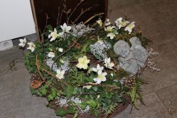 Trauerkranz mit Christrosenpflanzen (am 13. Janauar 14 im Laden abgeholt)