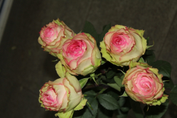 Esperance Rosen (ausgeliefert in Grosshöchstetten am 19. April 2014)