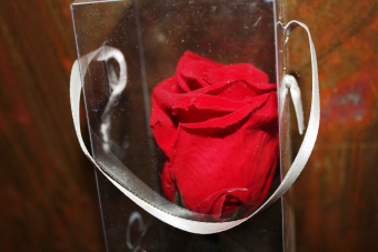 Gefriergetrocknete Rose in rot am Stiel 
