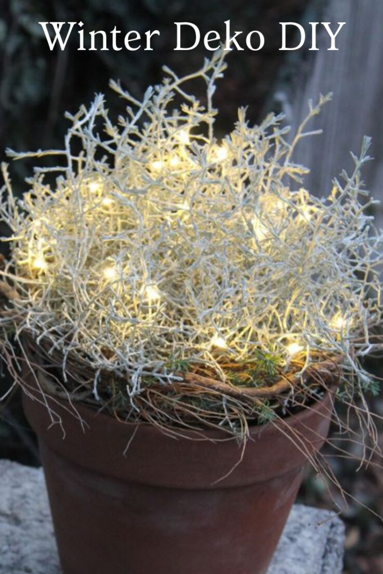 LED Lichterkette in eine silbrige Calaeocepalus Pflanze legen und