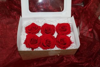 Gefriergetrocknete Rosen rot
