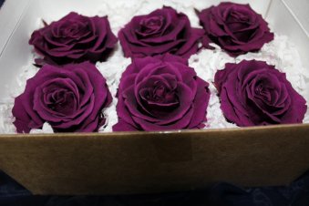Gefriergetrocknete Rosen violett