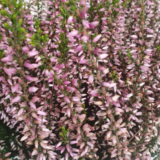 Heide-Calluna.jpg