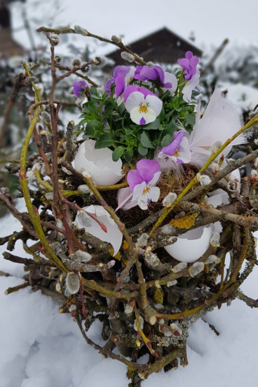 OSternest-DIY-Anleitung-rosa-Viola-cornuta-Nest-aus-zweige.png