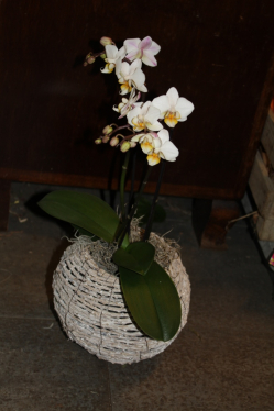Orchidee in Korbgefäss ( ausgeliefert in Konolfingen am 4. Januar 2014)