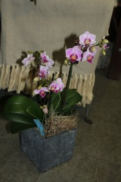 Phalaenopsisorchidee rosa (ausgeliefert in Walkringen am 23. Juni 2014)