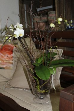 Orchidee in weiss in Glas (ausgeliefert in Konolfingen am 28. Januar 2014)