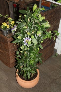 Passionsblume ( ausgeliefert am 2. Juni 2014 in Grosshöchstetten)