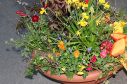 Pflanzenschale Frühlingshaft (ausgeliefert auf den Bremgartenfriedhof in Bern am 15. April 2014)