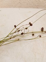 Sanguisorba Officina trocken