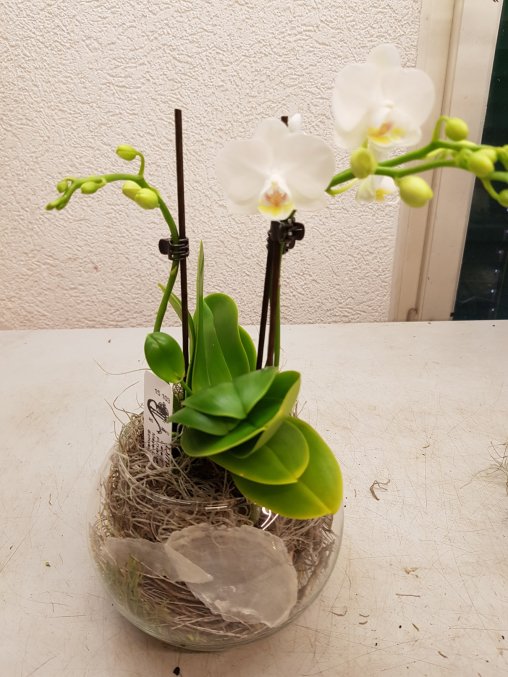 Nun legst du die vorbereitete Phalaenopsis Orchidee in den Hohlraum des Glasgefässes