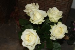 Avelancerosen (Ausgeliefert in Grosshöchstetten am 20. März 2014)