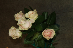 Sweet Avelance Rosen (ausgeliefert am 19. April 2014 in Walkringen)