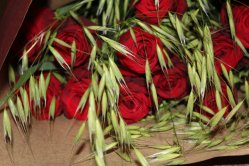 Rosenstrauss mit Hafer (ausgeliefert in Grosshöchstetetten am 1. Juli 2014)