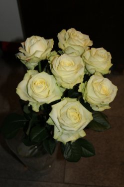 Rosenstrauss weiss (ausgeliefert in Grosshöchstetten am 2. Juli 2014)