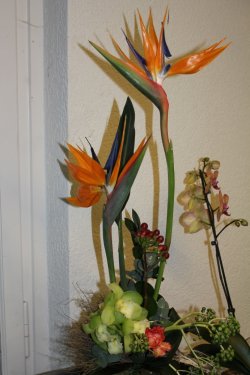 Strelizienstrauss (ausgeliefert in Konolfingen am 21. Februar 2014)